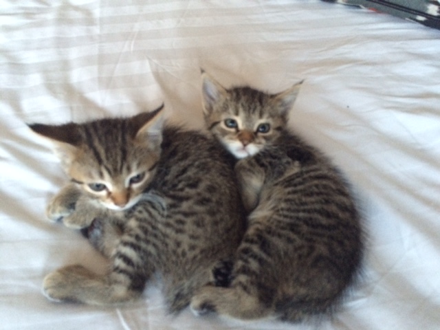 Desert Lynx Kittens 