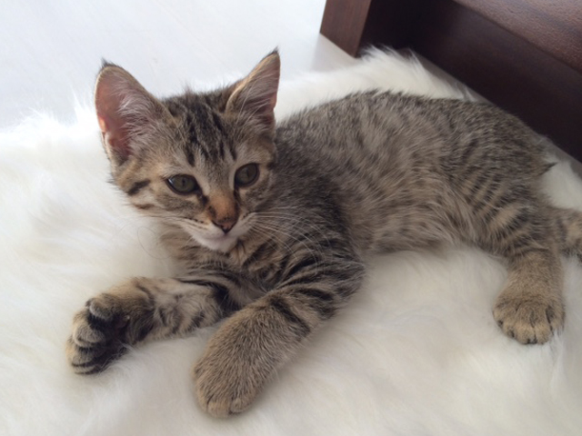 Desert Lynx Kitten Lynxi