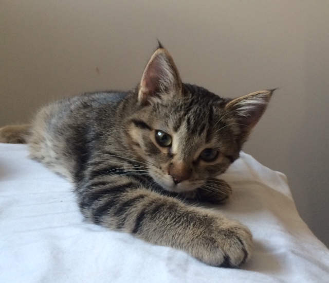 Desert Lynx Kitten Ocean