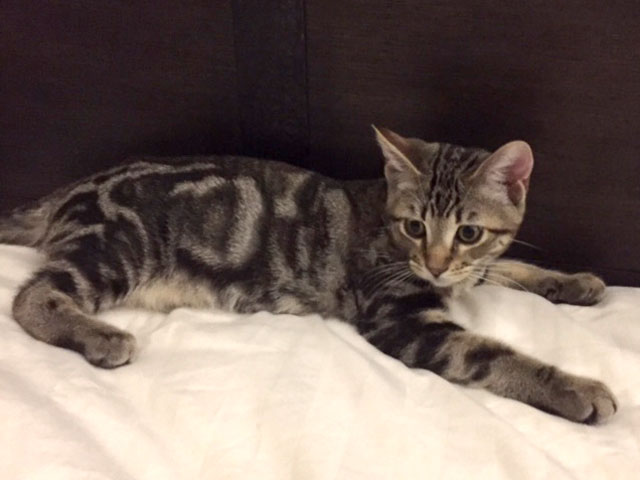 Desert Lynx Kitten Lynxi