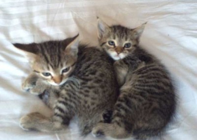 Kittens