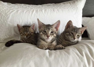 Kahn, Scarlett and Samson as kittens