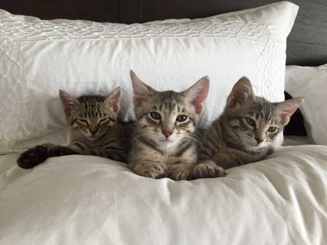 Kahn, Scarlett and Samson as kittens